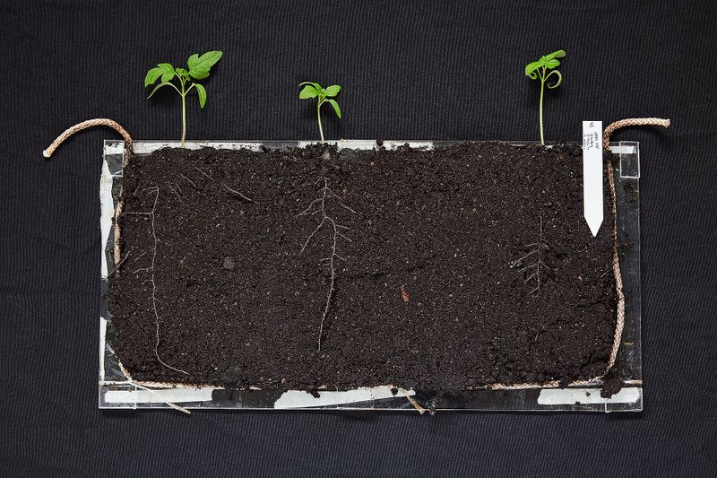 Arevo rooting trials tomato. Arevo product on left. Image credit: Press photo.